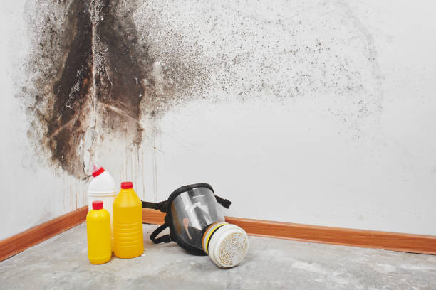 Best Crawl Space Mold Removal  in San Buenaventura, CA