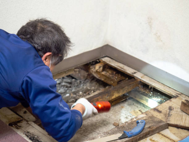 Best Office Mold Removal Services  in San Buenaventura, CA