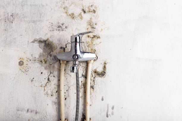 Best Same-Day Mold Removal  in San Buenaventura, CA