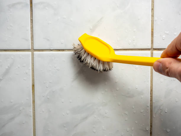 Professional Mold Removal in San Buenaventura, CA