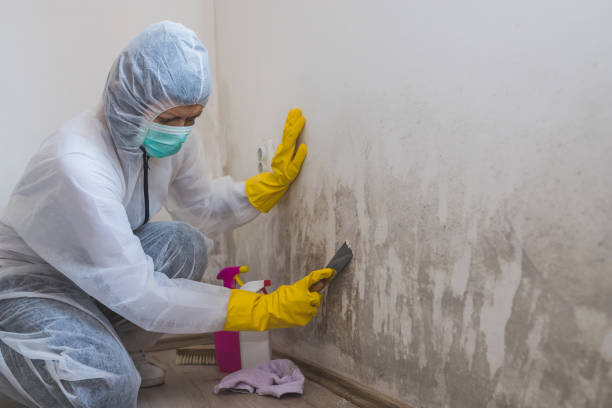 Best Certified Mold Removal  in San Buenaventura, CA