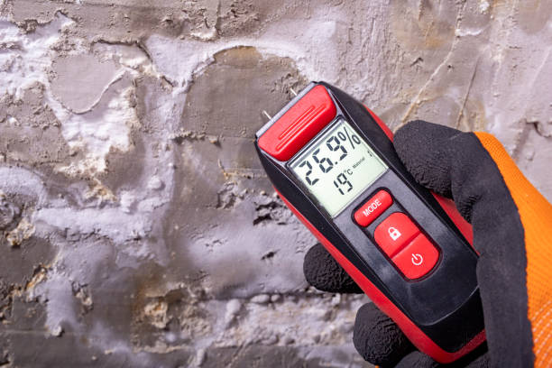 Best Fast Mold Removal  in San Buenaventura, CA