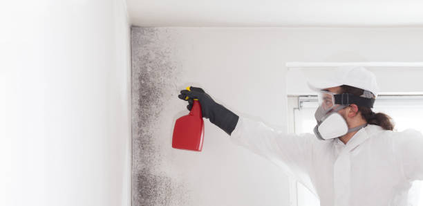 Best Commercial Mold Removal  in San Buenaventura, CA