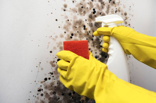Mold Removal and Inspection in San Buenaventura, CA