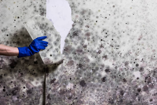 Best Commercial Mold Removal  in San Buenaventura, CA