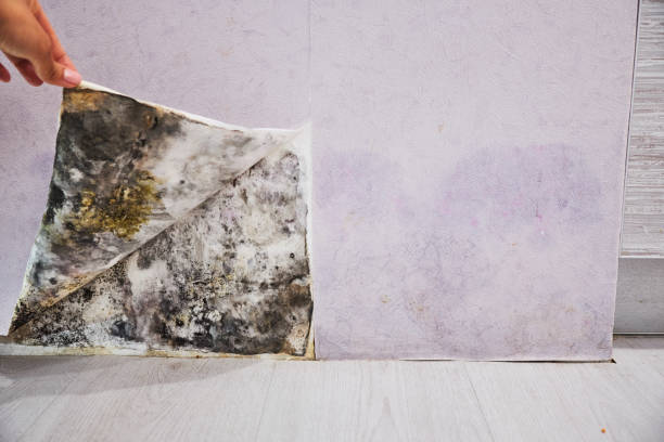 Best Mold Removal Near Me  in San Buenaventura, CA
